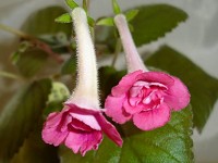 Sinningia 'Ozark Twin Trumpets' Sinningia 'Ozark Twin Trumpets'